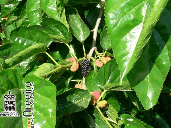 Mora Negra - Black Mulberry - Amora Negra (Morus nigra) >> Mora Negra (Morus nigra) - Fruto en el arbol_5.jpg